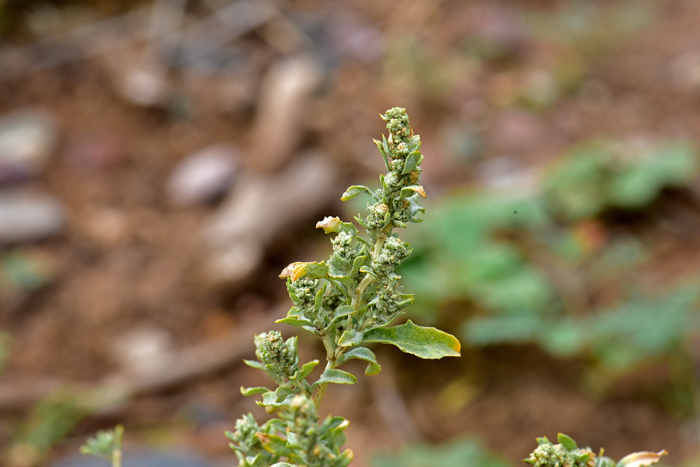 Wheelscale Saltbush have male and female flowers on the same plant (monoecious); the male flowers have 3 to 5 petals and sepals while the female flowers completely lack petals and sepals. The flowers are small and inconspicuous. Atriplex elegans